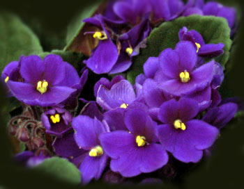african-violet