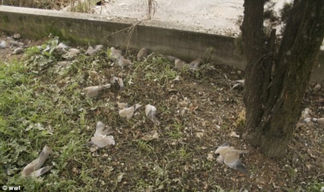 Shock: Residents described seeing individual doves fall from the sky, before groups of 10 or 20 began hitting roofs and cars