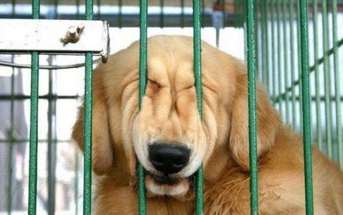 Đáng yêu động vật cười