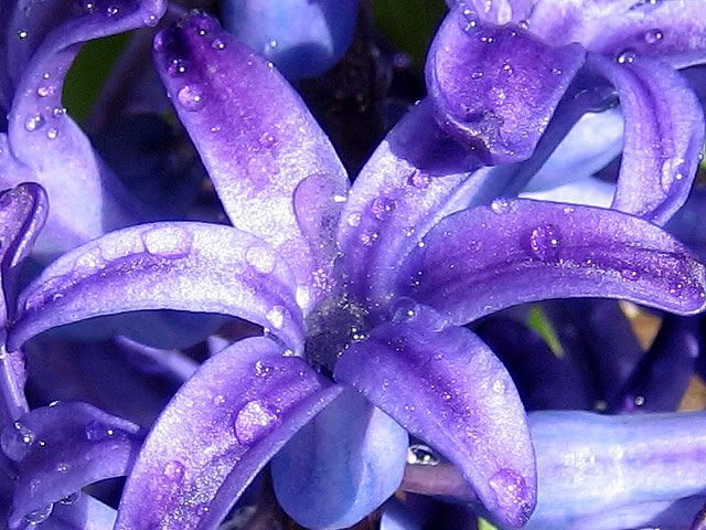 purple-flower-01